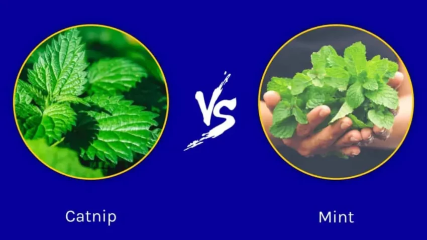 Catnip vs. Catmint Know the Differences Before You Plant