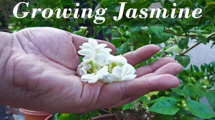 How to Plant and Grow Jasmine A Comprehensive Guide
