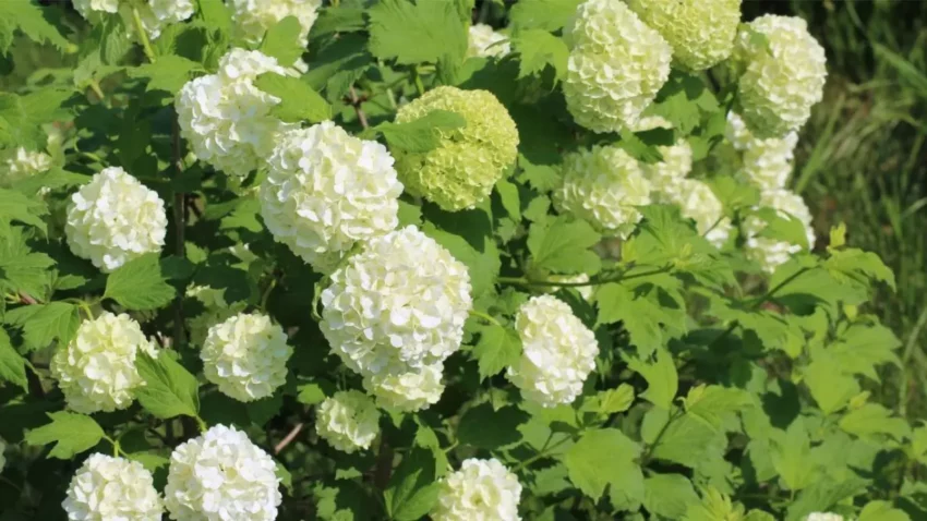 How to Plant and Grow Viburnum