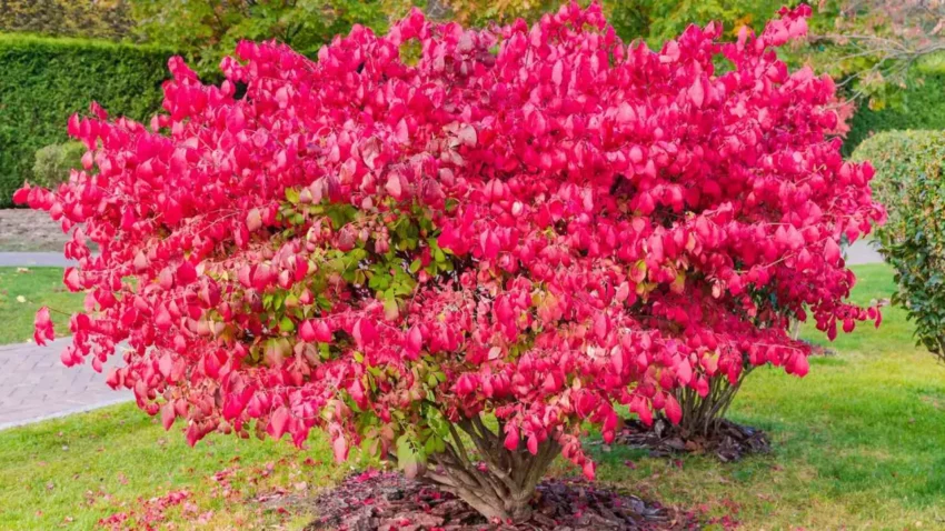 What to Plant Instead of Invasive Burning Bush